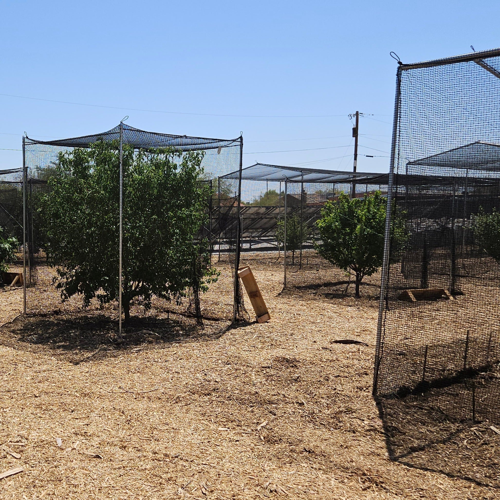 Heavy Duty Polyethylene Bigger Bird UV Netting 1-7/8" square mesh , Custom Size